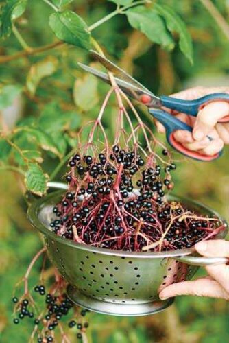 Grow Superberries in Your Backyard